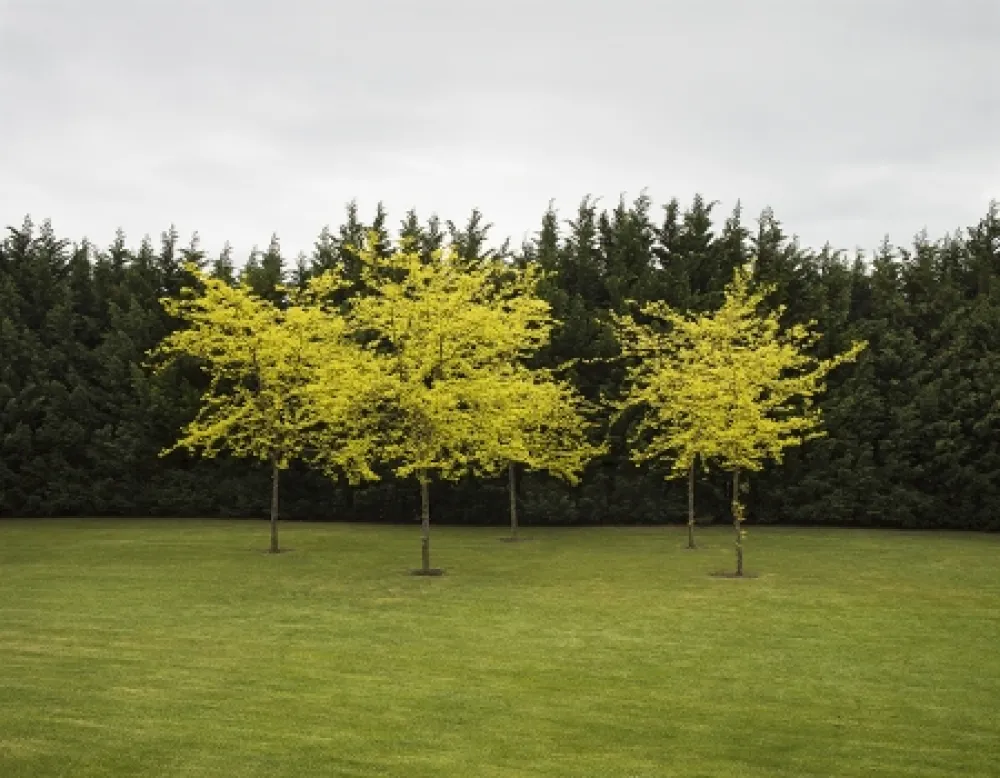 Фотографии Canovas - SEVENTH HEAVEN - 1