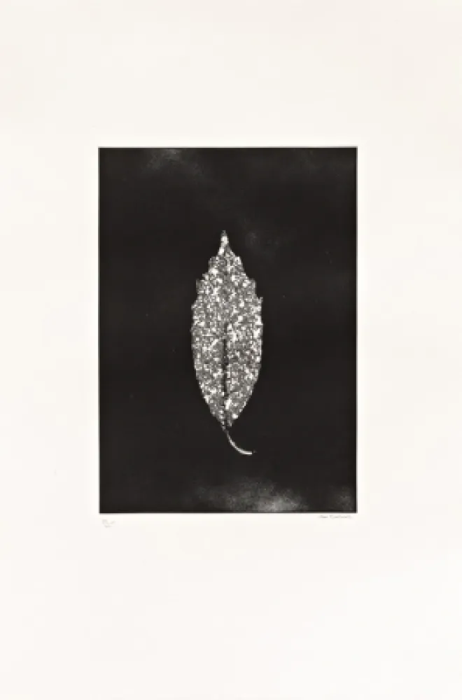 Офорт Couturier - Aucuba