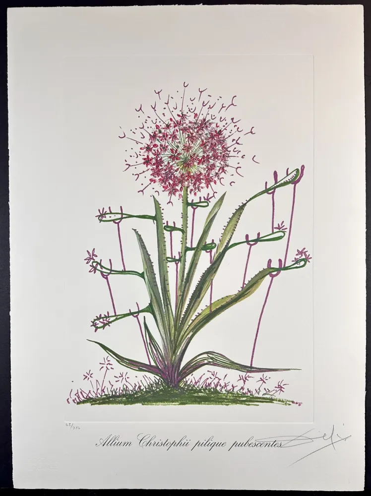 Гравюра Dali - Florals Desert Cactus