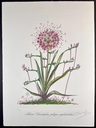 Гравюра Dali - Florals Desert Cactus