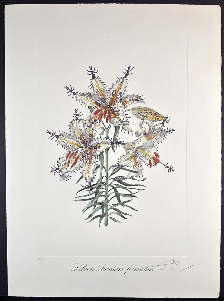 Гравюра Dali - Florals Erotic Lily
