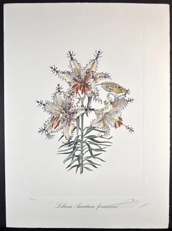 Гравюра Dali - Florals Erotic Lily