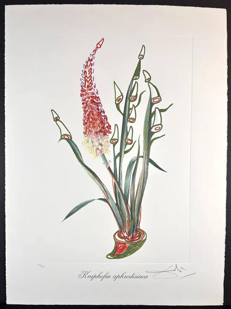 Гравюра Dali - Florals Rhinoceros Stock