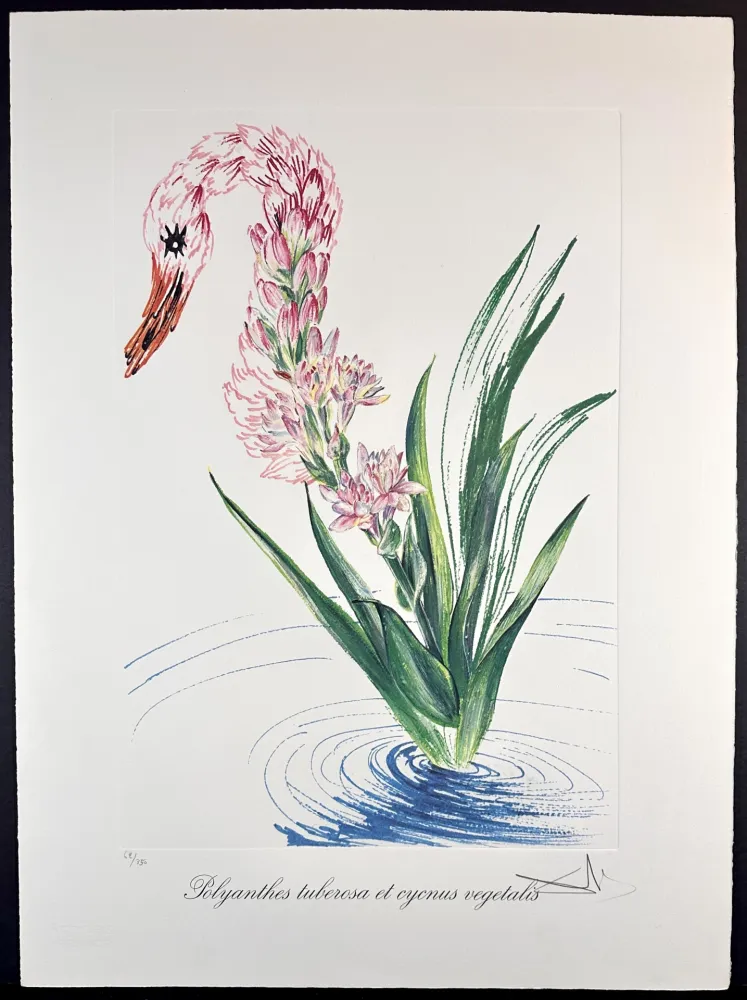 Гравюра Dali - Florals Water-Hybiscus Swan