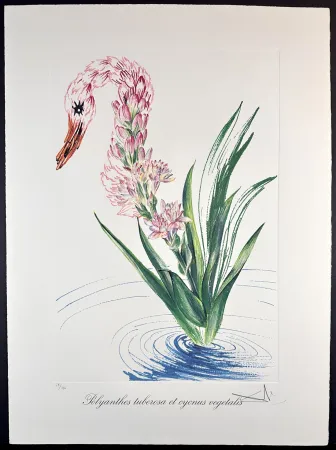 Гравюра Dali - Florals Water-Hybiscus Swan