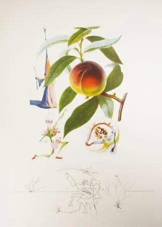 Гравюра Dali - Flordali - Pêcher Pénitent