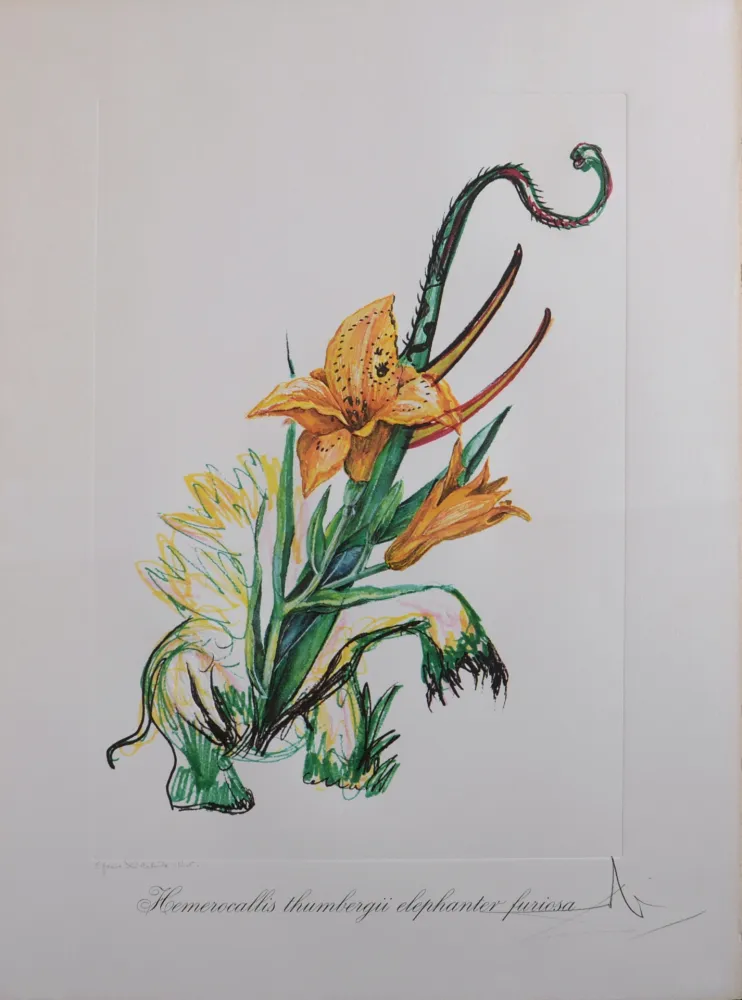 Многоэкземплярное Произведение Dali - Hemerocallis thumbergii elephanter furiosa, 1972 - Hand-signed!