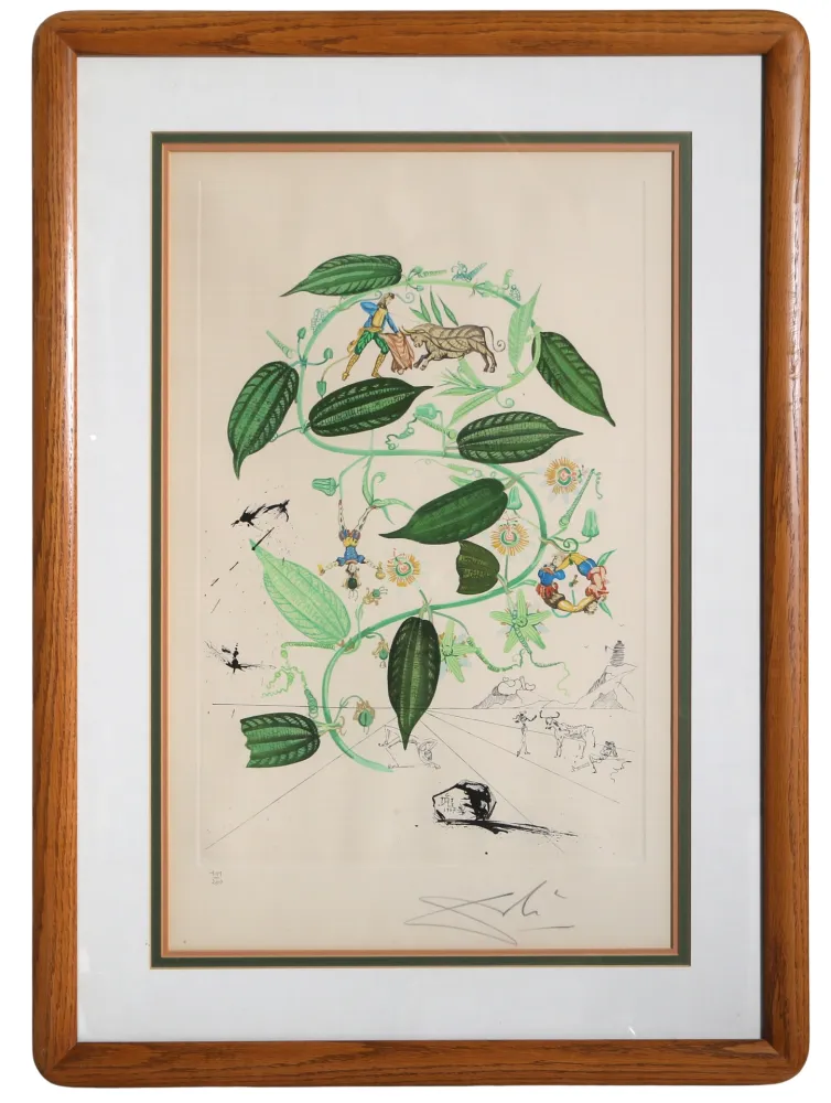 Гравюра Dali - Passiflora Laurigera