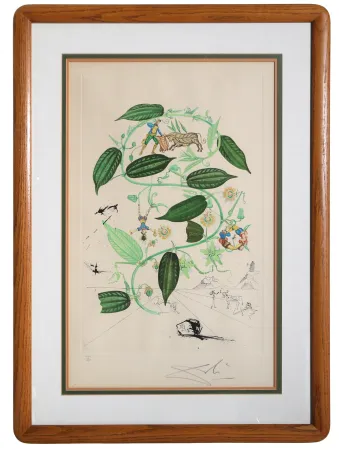 Гравюра Dali - Passiflora Laurigera