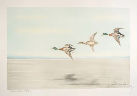 Офорт Danchin - 12 Canards au large - Three Ducks flying (Original)