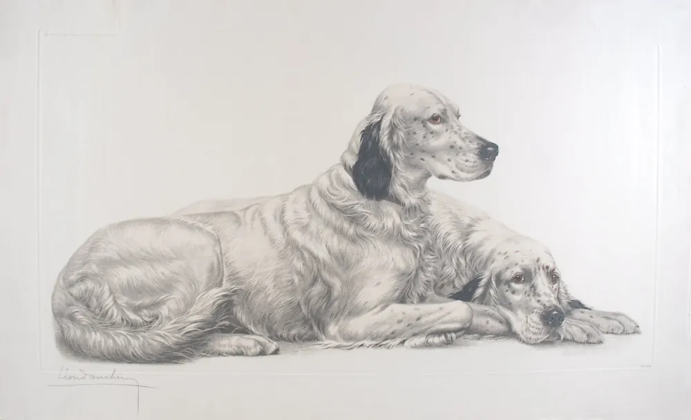 Гравюра Danchin - Deux Setters couchés (Setters au repos) - Two English Setters at rest