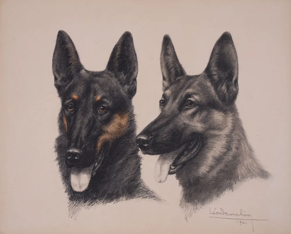 Нет Никаких Технических Danchin - Deux têtes de Berger Belge Malinois - Two Belgian Shepherd Malinois heads