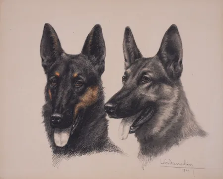 Нет Никаких Технических Danchin - Deux têtes de Berger Belge Malinois - Two Belgian Shepherd Malinois heads