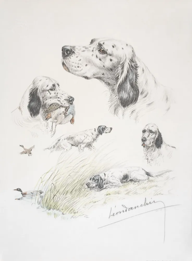 Литография Danchin - English Setter study - Etudes de Setter Anglais