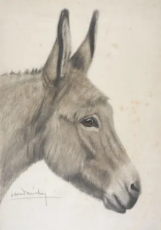 Нет Никаких Технических Danchin - Tête de baudet