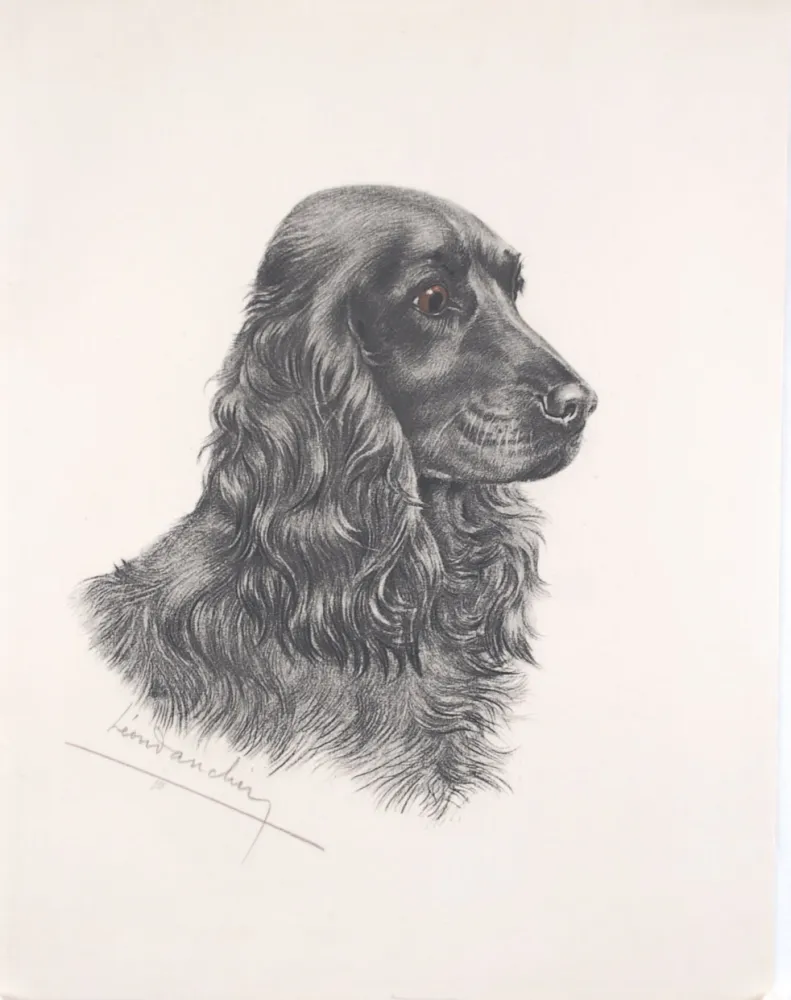 Офорт Danchin - Tête de Cocker noir male - Black Cocker Spaniel head (Original)