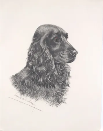 Офорт Danchin - Tête de Cocker noir male - Black Cocker Spaniel head (Original)