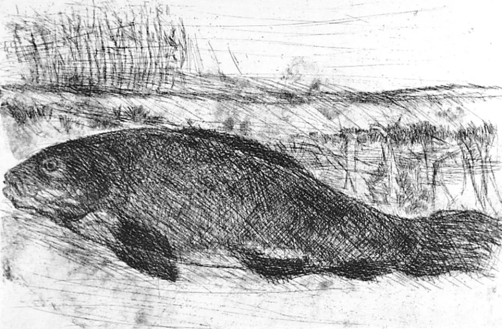 Офорт Della Torre - La tinca