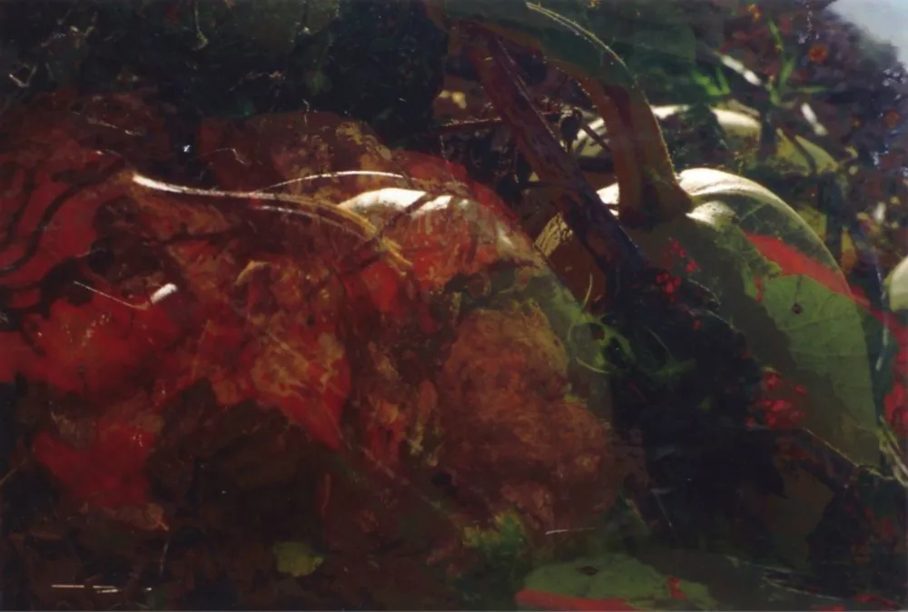 Фотографии Fischli - Ohne Titel (FW Funghi 19), 1998. Aus der Serie „Blumen und Pilze“.