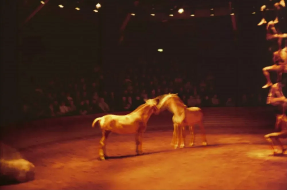 Многоэкземплярное Произведение Goldin - Triptyk, Zingaro Equestrian Theater, Paris