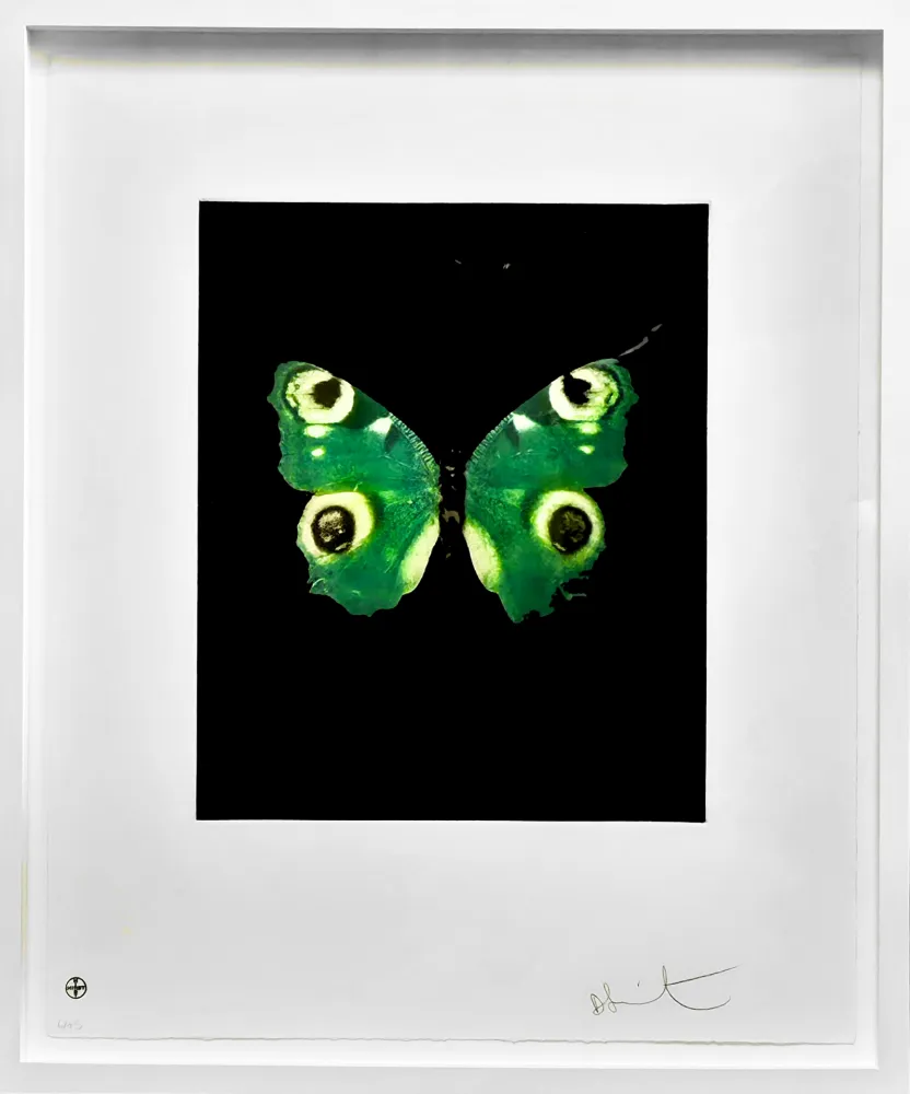 Нет Никаких Технических Hirst -  Fate - from the Butterflies portfolio, 2009 