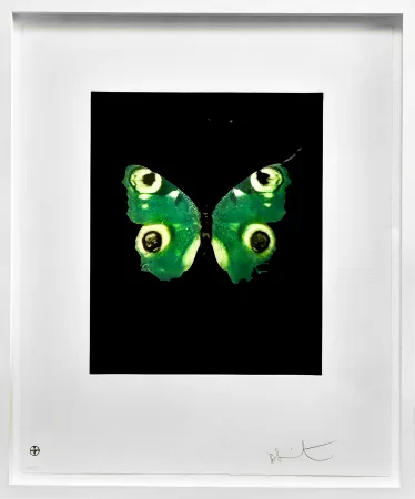 Нет Никаких Технических Hirst -  Fate - from the Butterflies portfolio, 2009 
