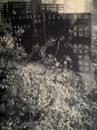 Многоэкземплярное Произведение Iglesias - Aquarium II, 2