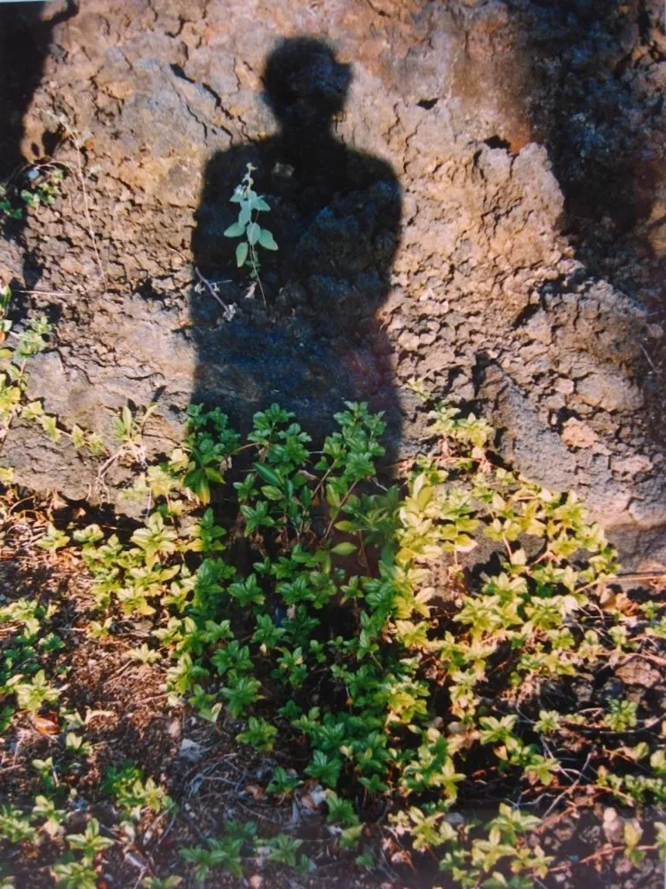 Нет Никаких Технических Jacobs - Shadows II