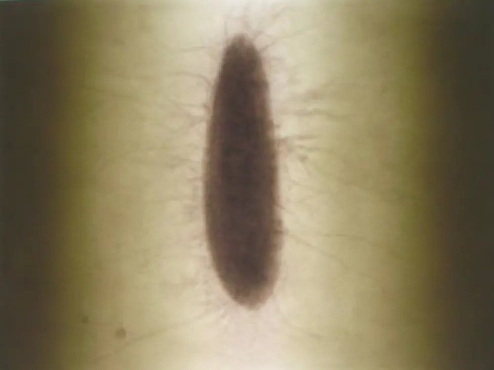 Гравюра Kapoor - Untitled 02