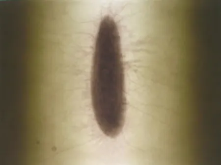 Гравюра Kapoor - Untitled 02