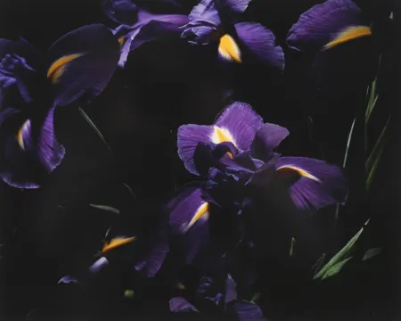 Фотографии Lafontaine - L’Iris bleu