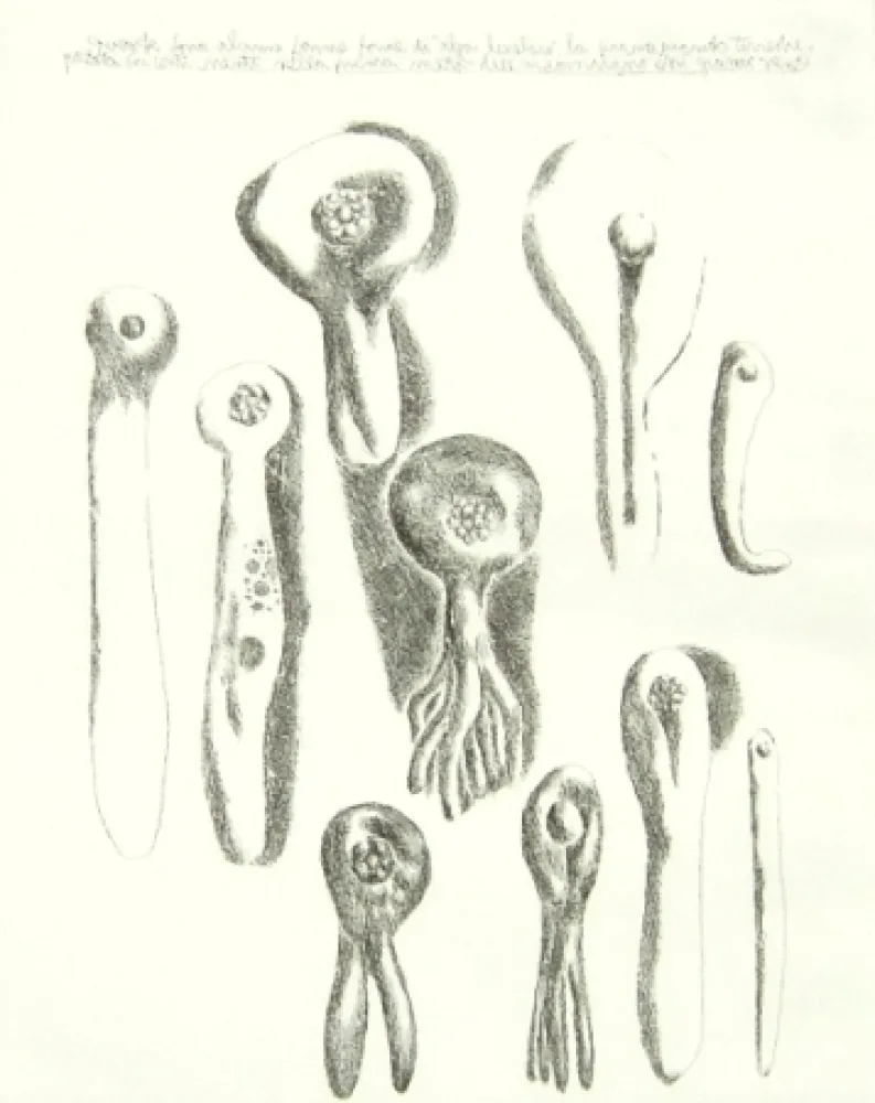 Гравюра Lionni - Senza titolo