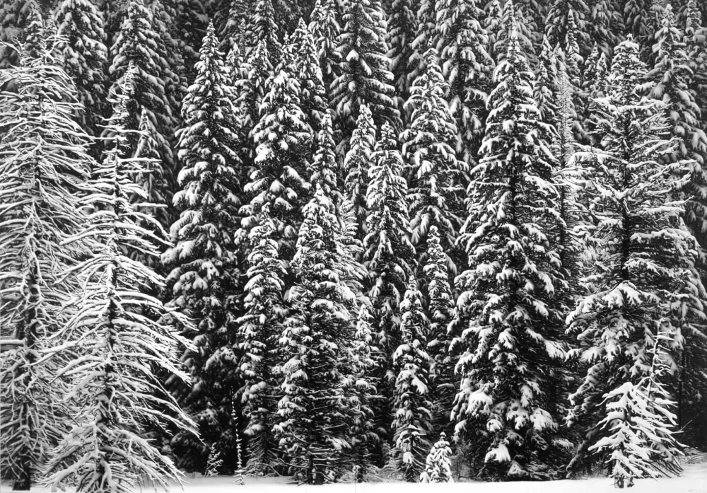 Многоэкземплярное Произведение Longo - White Snow Trees of the Black Forest