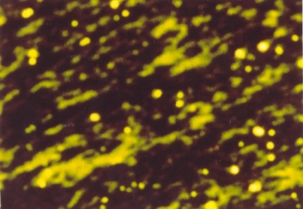 Иллюстрированная Книга Luscher - Il sole in abisso