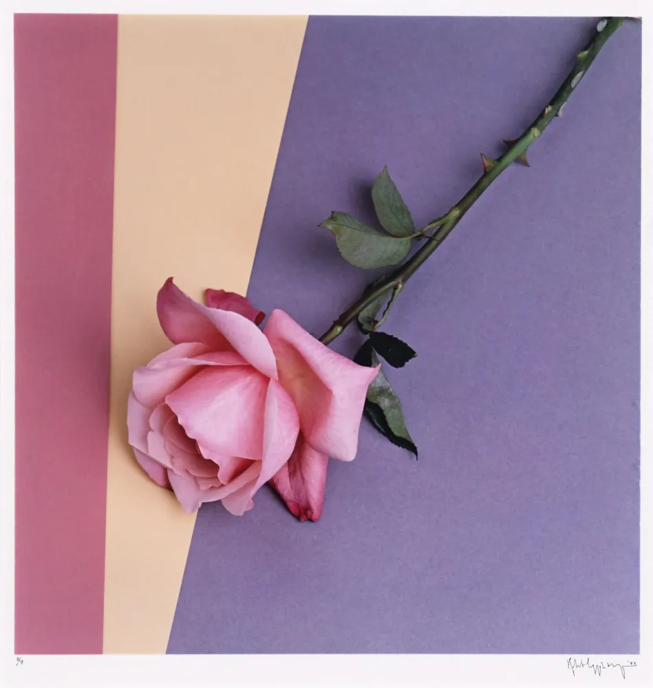 Фотографии Mapplethorpe - Rose