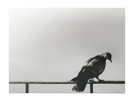 Сериграфия Pistoletto - La Colomba