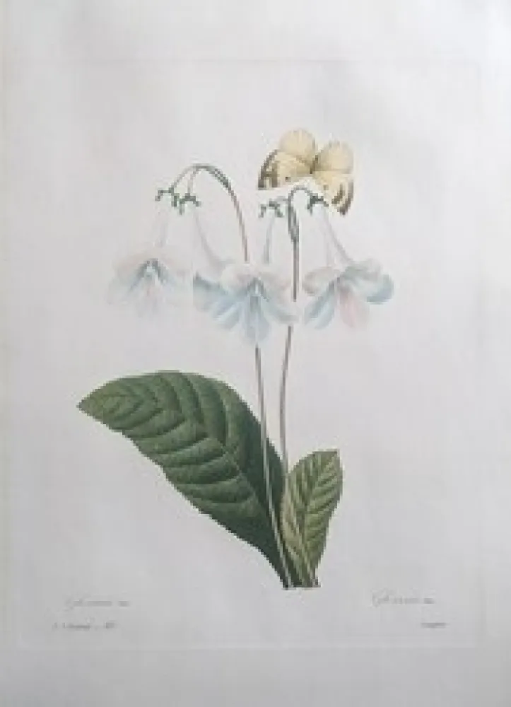 Офорт Redouté - Gloxinie / Gloxinis