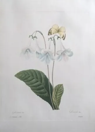 Офорт Redouté - Gloxinie / Gloxinis