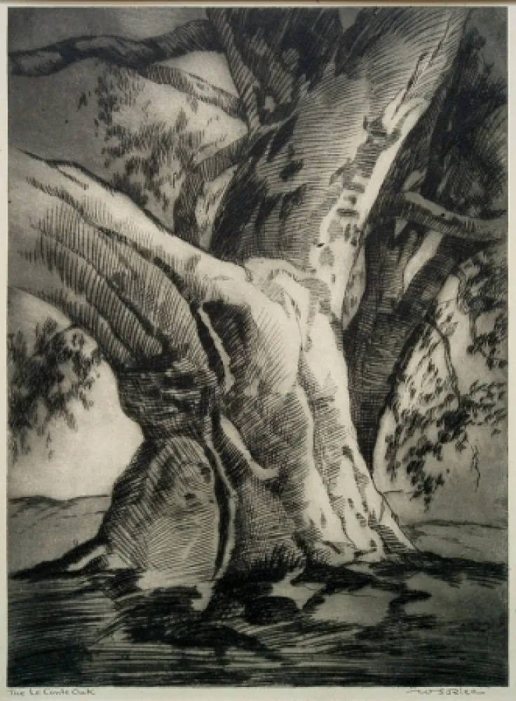 Гравюра Сухой Иглой Rice - The Le Conte Oak