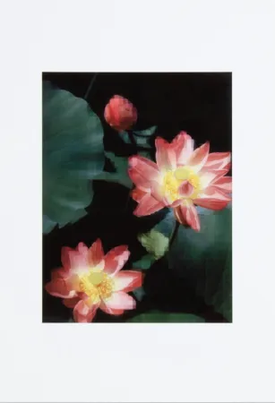 Нет Никаких Технических Ruff - Lotus Flower