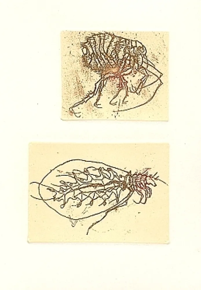 Иллюстрированная Книга Saroni - Insettario