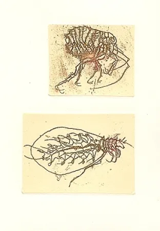 Иллюстрированная Книга Saroni - Insettario