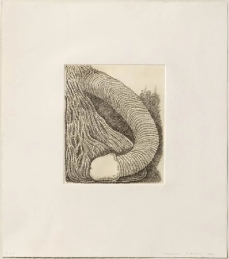 Гравюра Siena - Membre