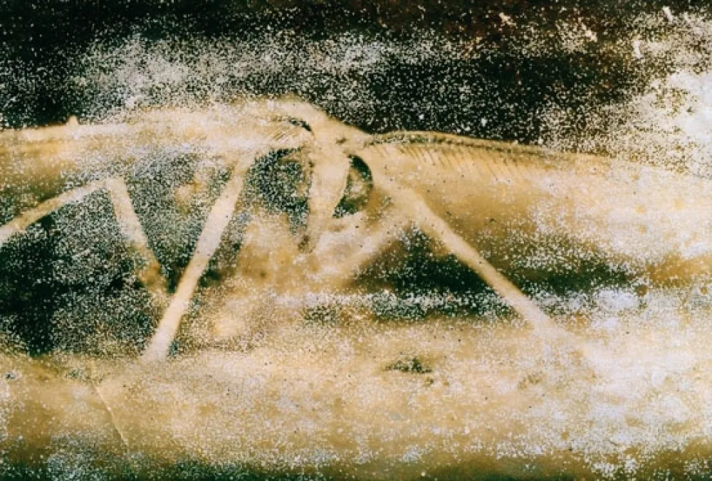 Фотографии Starn - Atractted to Light 19 (Ephemera)