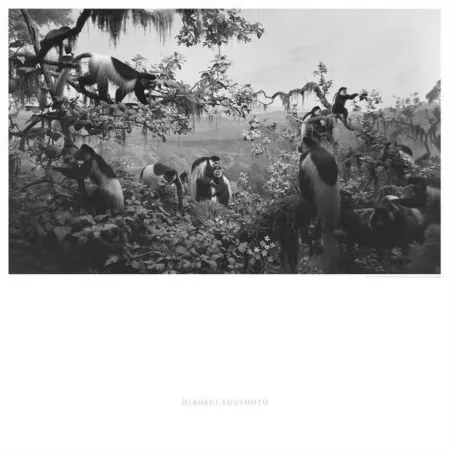 Гашение Sugimoto - Abyssinian Colobus