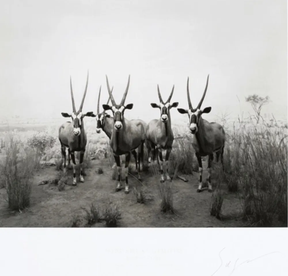 Гашение Sugimoto - Gemsbok (End of Time exhibition poster)
