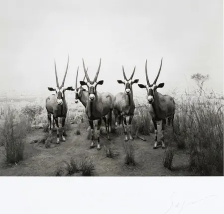 Гашение Sugimoto - Gemsbok (End of Time exhibition poster)