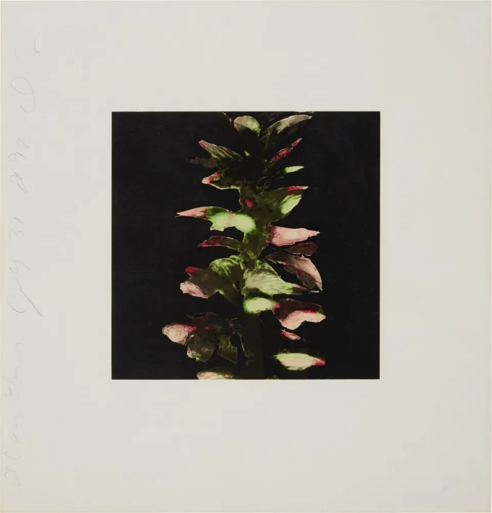 Сериграфия Sultan - Acanthus from Fruits and Flowers