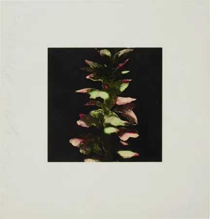 Сериграфия Sultan - Acanthus from Fruits and Flowers