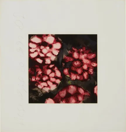 Сериграфия Sultan - Roses from Fruits and Flowers